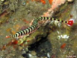 Banded pipe fish (that wouldn't stay still) with eggs.  C... by John Hill 